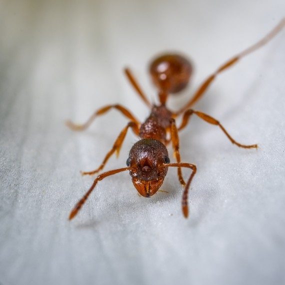 Field Ants, Pest Control in Shoreditch, E2. Call Now! 020 8166 9746