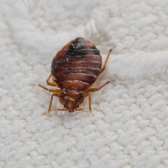 Bed Bugs, Pest Control in Shoreditch, E2. Call Now! 020 8166 9746