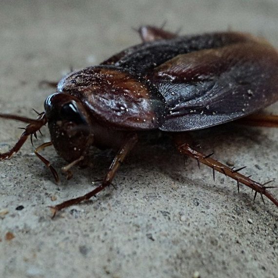 Cockroaches, Pest Control in Shoreditch, E2. Call Now! 020 8166 9746