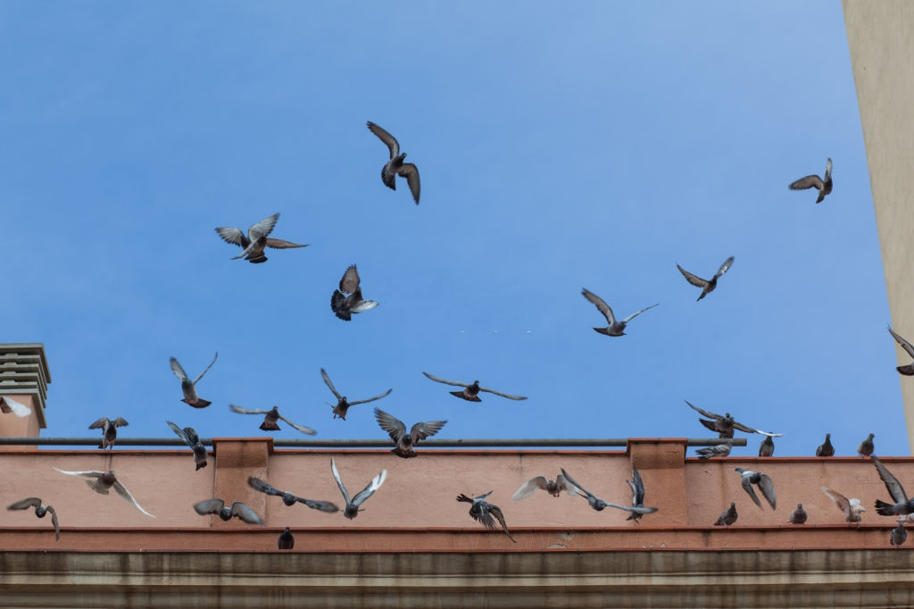Pigeon Control, Pest Control in Shoreditch, E2. Call Now 020 8166 9746