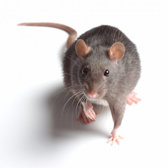 Rats, Pest Control in Shoreditch, E2. Call Now! 020 8166 9746