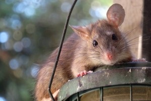 Rat extermination, Pest Control in Shoreditch, E2. Call Now 020 8166 9746