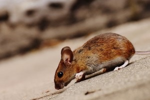 Mouse extermination, Pest Control in Shoreditch, E2. Call Now 020 8166 9746