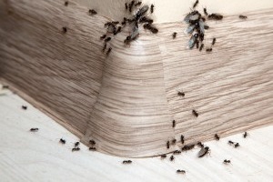 Ant Control, Pest Control in Shoreditch, E2. Call Now 020 8166 9746