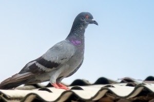 Pigeon Control, Pest Control in Shoreditch, E2. Call Now 020 8166 9746