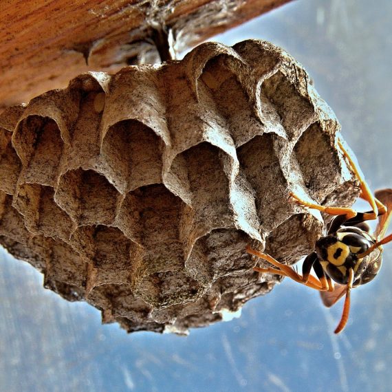 Wasps Nest, Pest Control in Shoreditch, E2. Call Now! 020 8166 9746