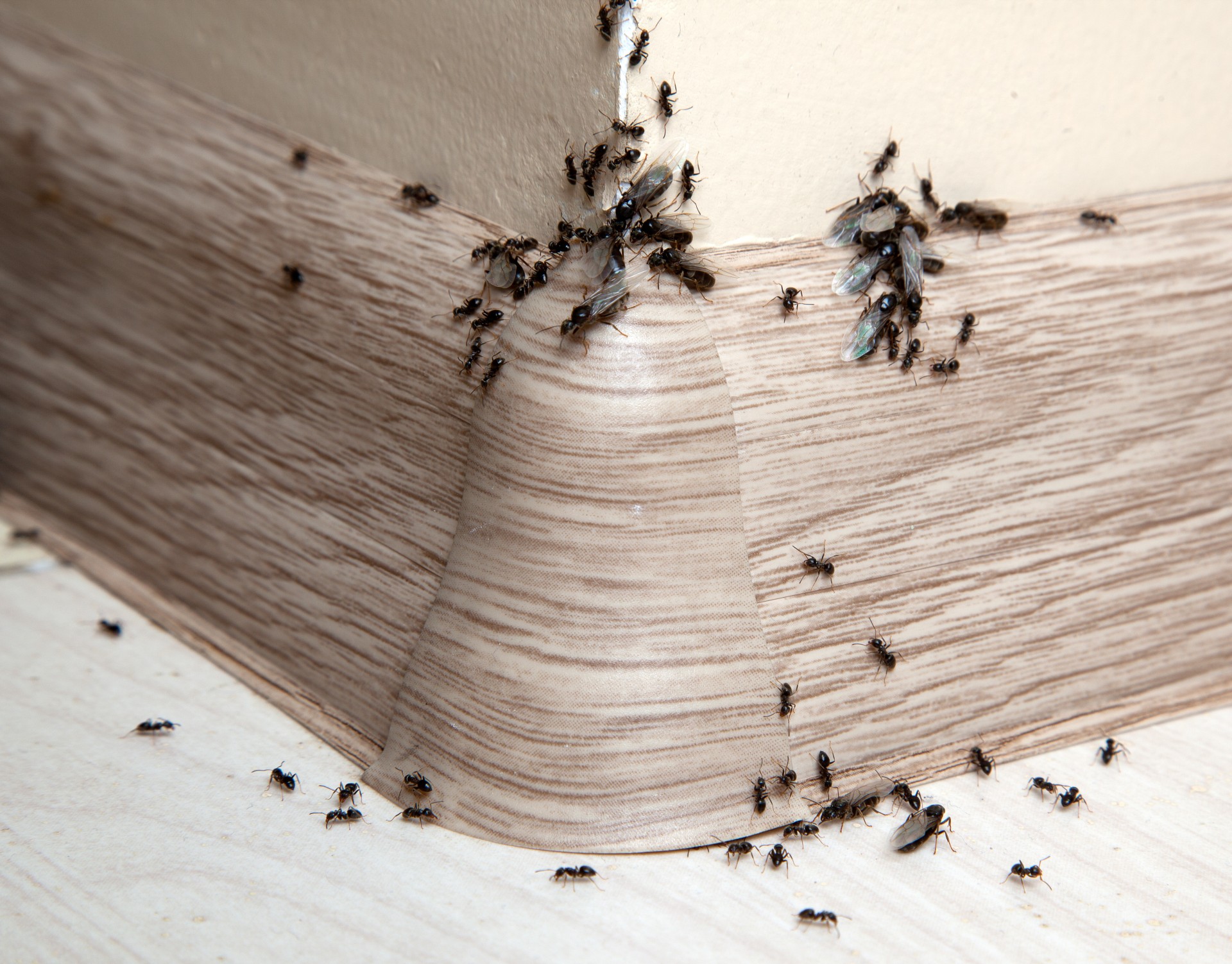 Ant Infestation, Pest Control in Shoreditch, E2. Call Now 020 8166 9746