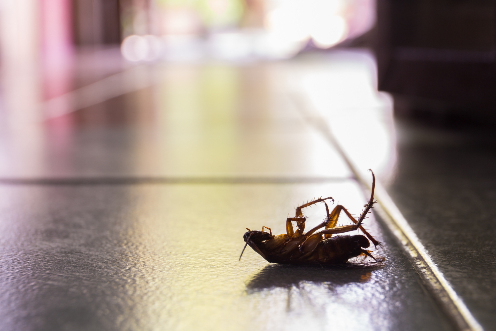 Cockroach Control, Pest Control in Shoreditch, E2. Call Now 020 8166 9746