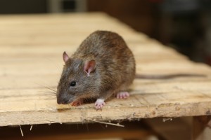 Rodent Control, Pest Control in Shoreditch, E2. Call Now 020 8166 9746